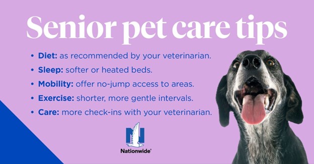 senior pet care tips