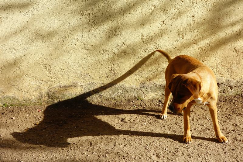 Fawn Dog looking at its shadow