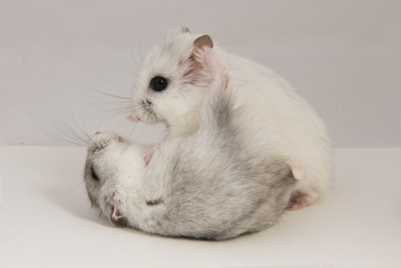 two hamsters fighting