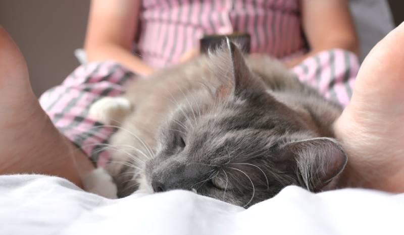 a fluffy grey cat sleeping between its owner