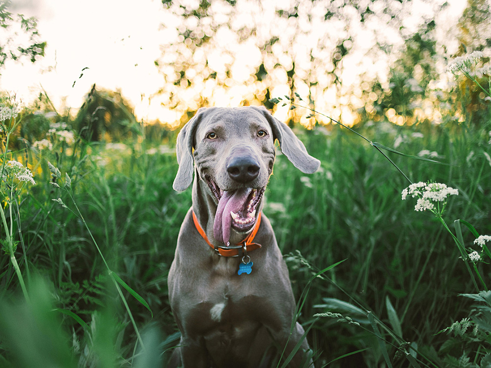 gray dog in a field