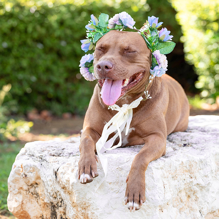 Cute dog with flowers on her head