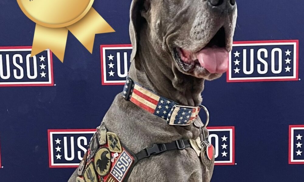 150-Pound Great Dane Wins The 2023 American Humane Hero Dog Awards