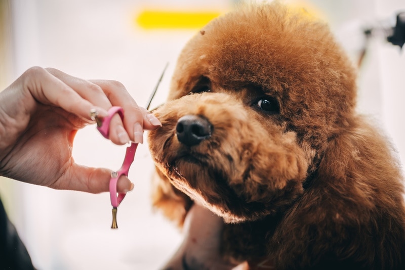 dog groomed by owner