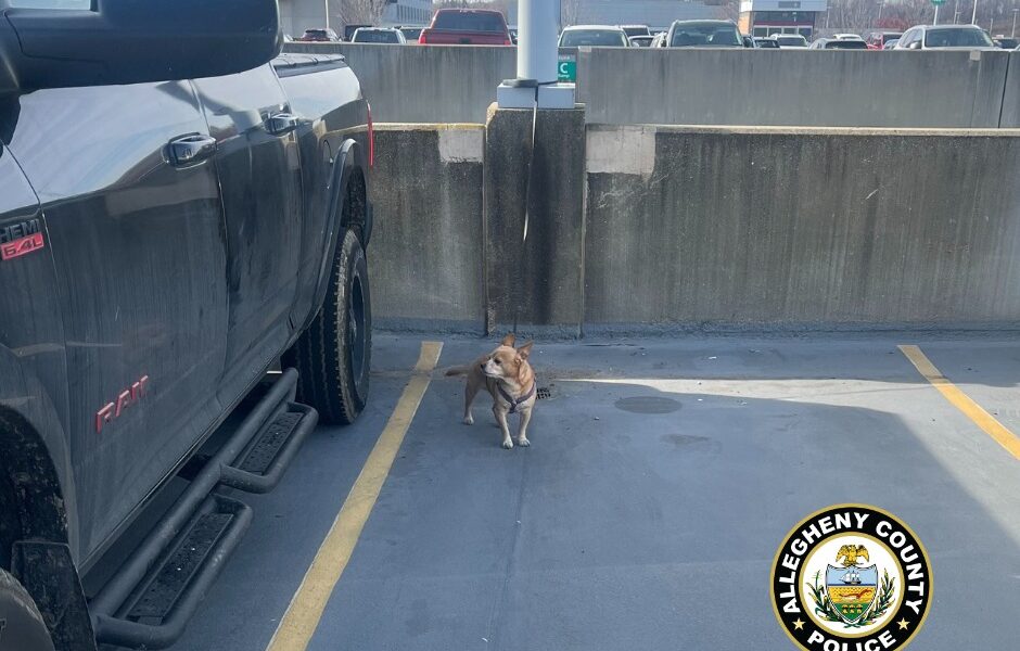 Another Dog Gets Abandoned At The Pittsburgh International Airport