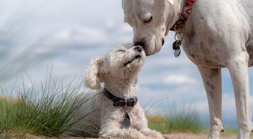 Two white dogs connect