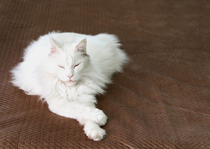 whie maine coon cat lying crossed paw on a brown blanket