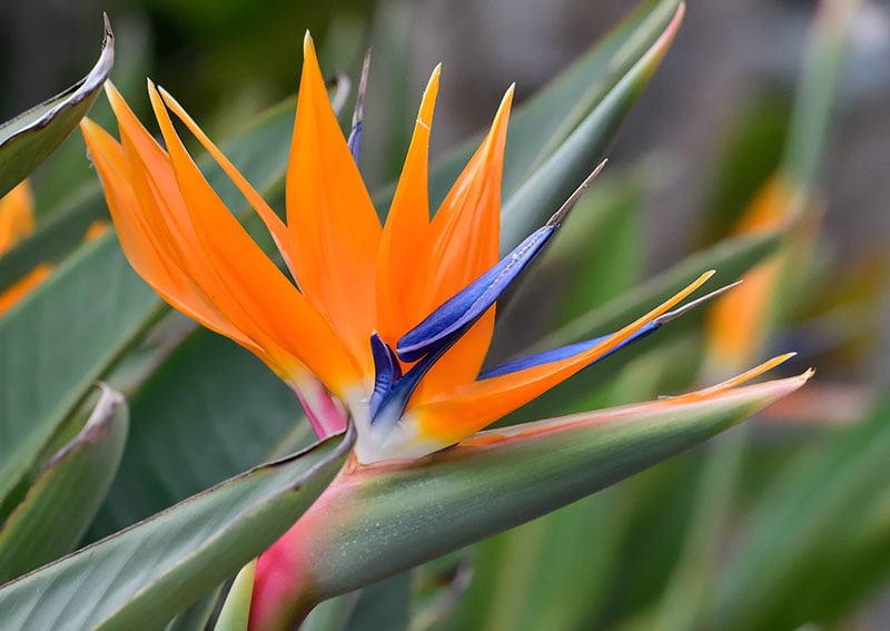 birds of paradise flower