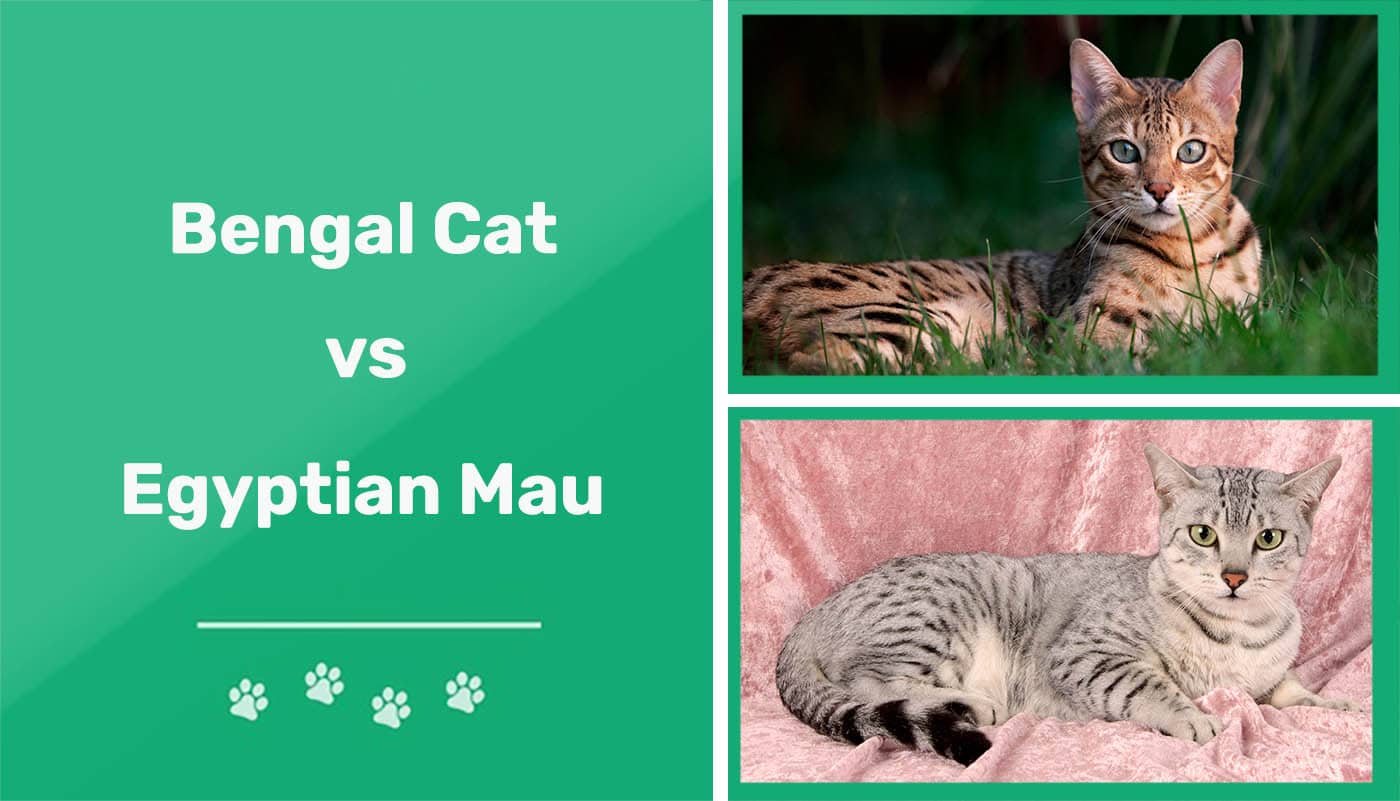 Bengal Cat vs Egyptian Mau