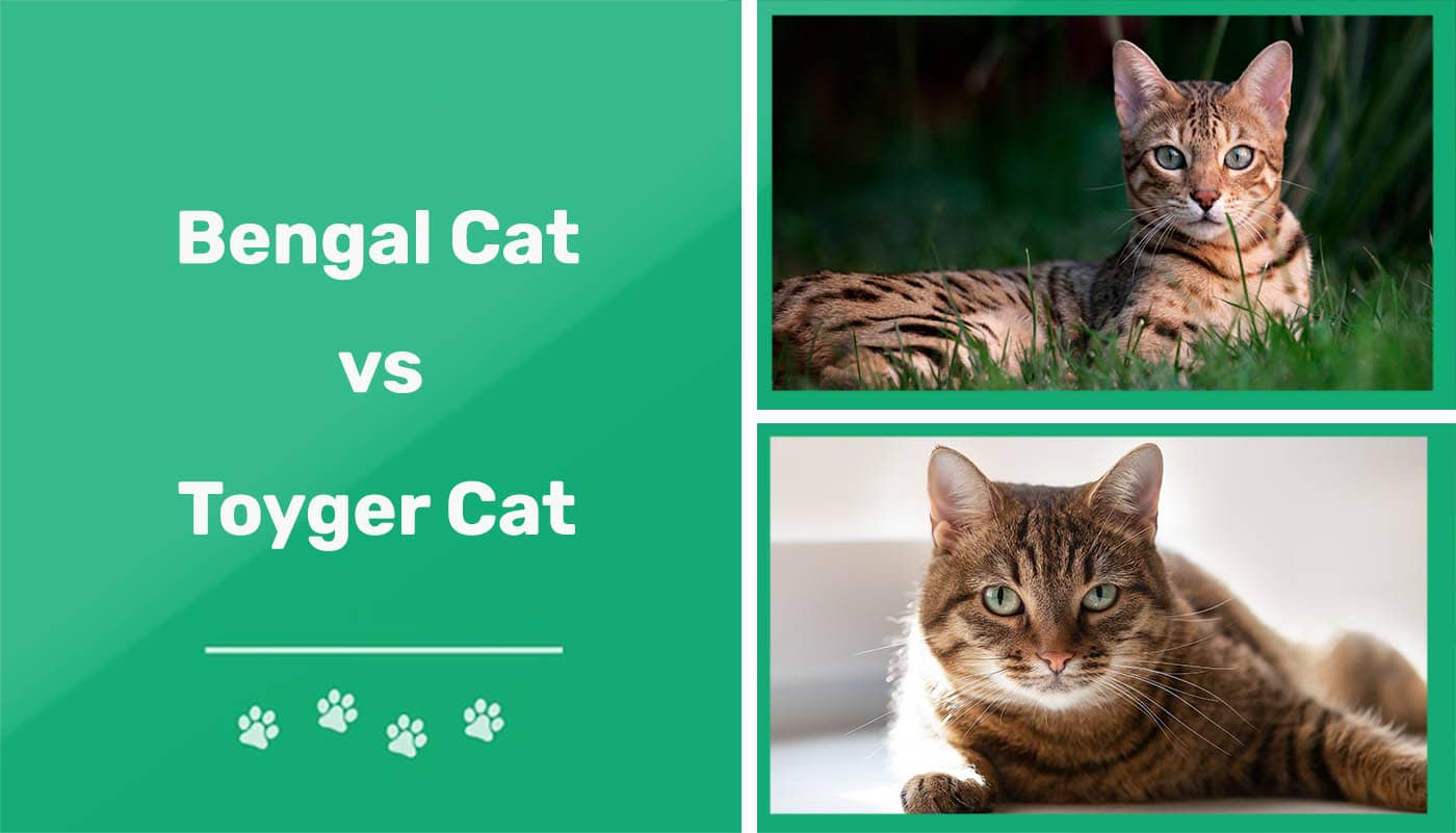 Bengal Cat vs Toyger Cat