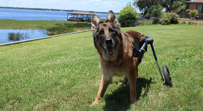 Wheelchair German Shepherd on a walk by the water