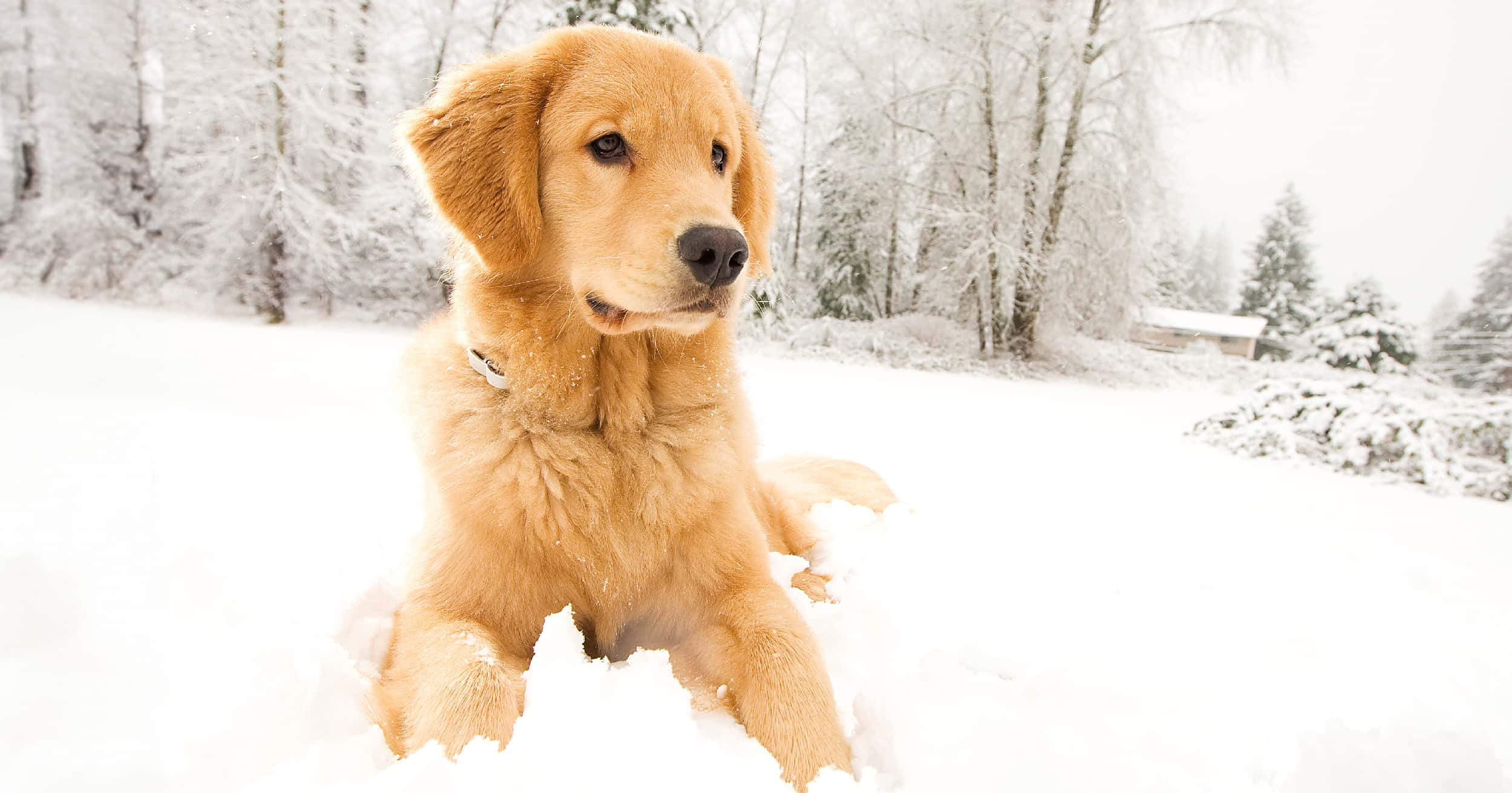 A golden retriever sitting in deep snow in the forest.