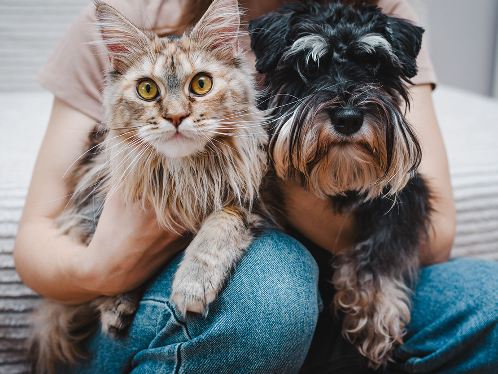 Woman holding maine coon cat and schnauzer dog