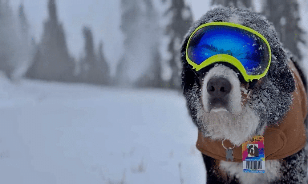 Colorado Town's 'Honorary Mayor' Helps Local Welcome The Snow Season