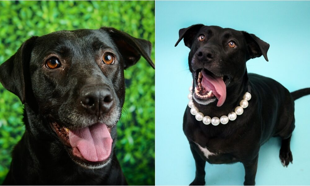 Dog Finally Finds Forever Home After 1,007 Days In Delaware Shelter