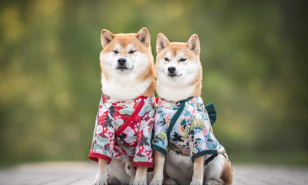 Dogs In Japan Are Wearing Kimonos And Receiving Blessings In Place Of Children