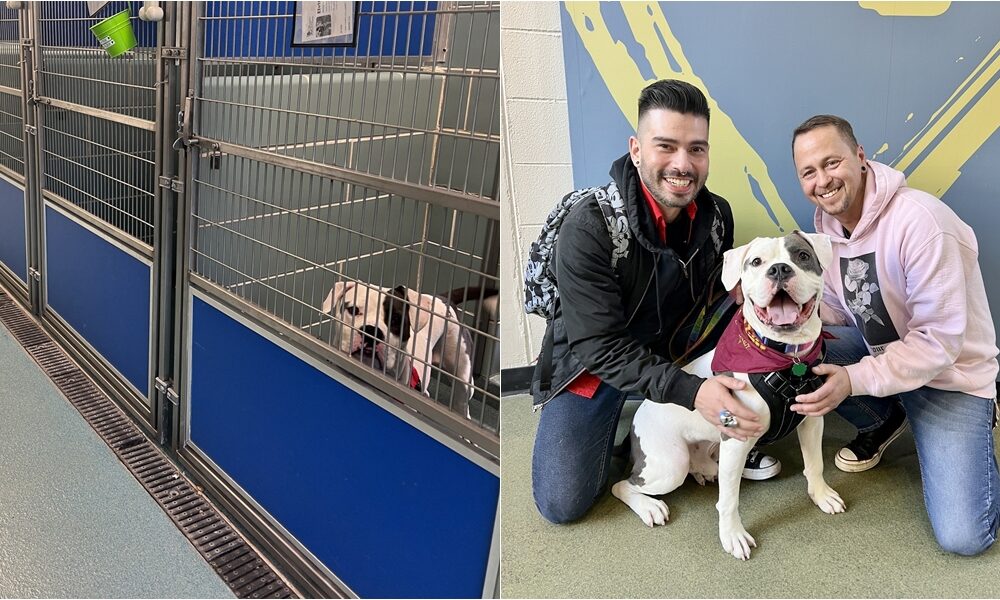 Elvis, The Only Dog Left Behind After An Adoption Event, Gets Adopted By A Former Elvis Impersonator