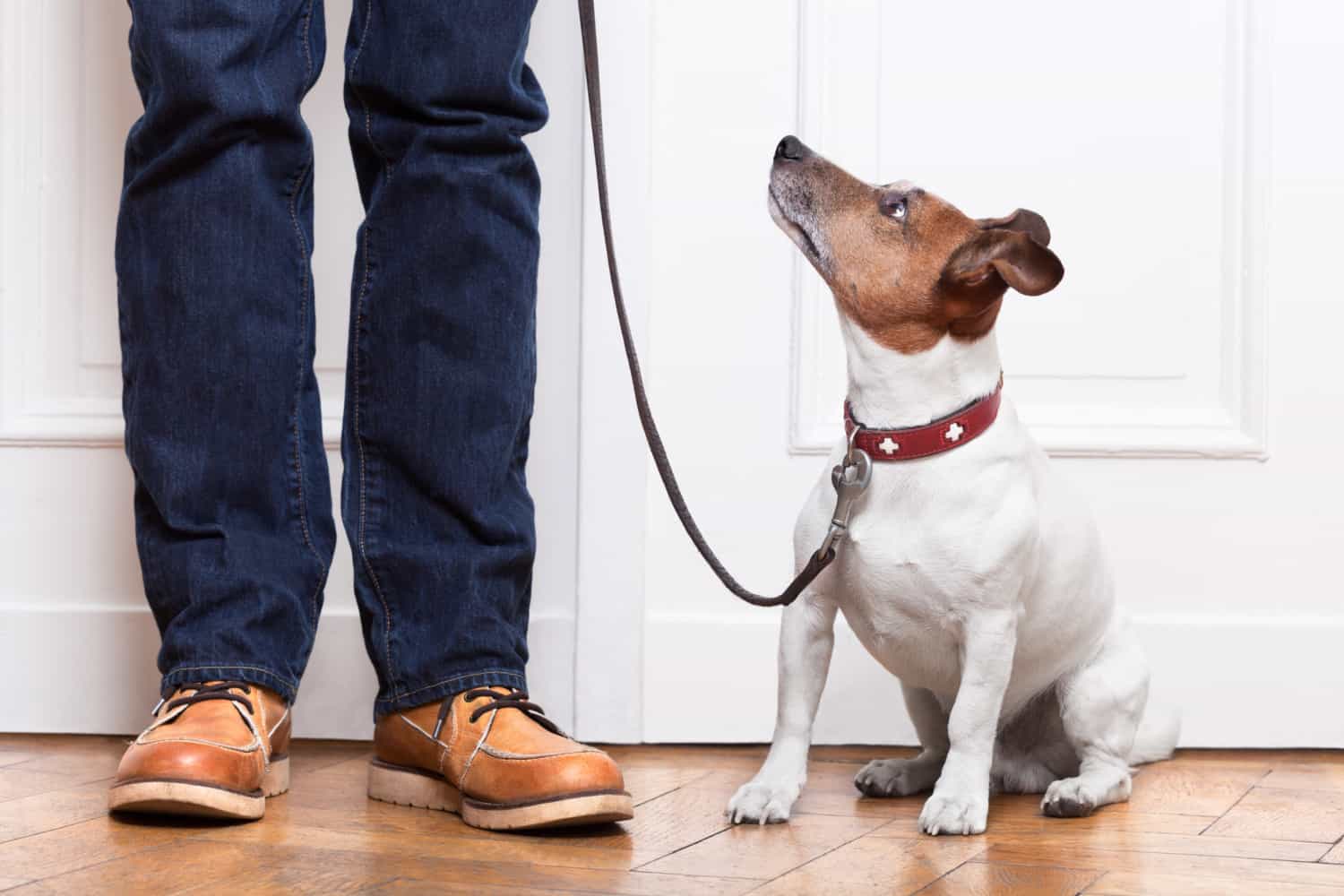 Dog looking up at owner waiting to for a walk