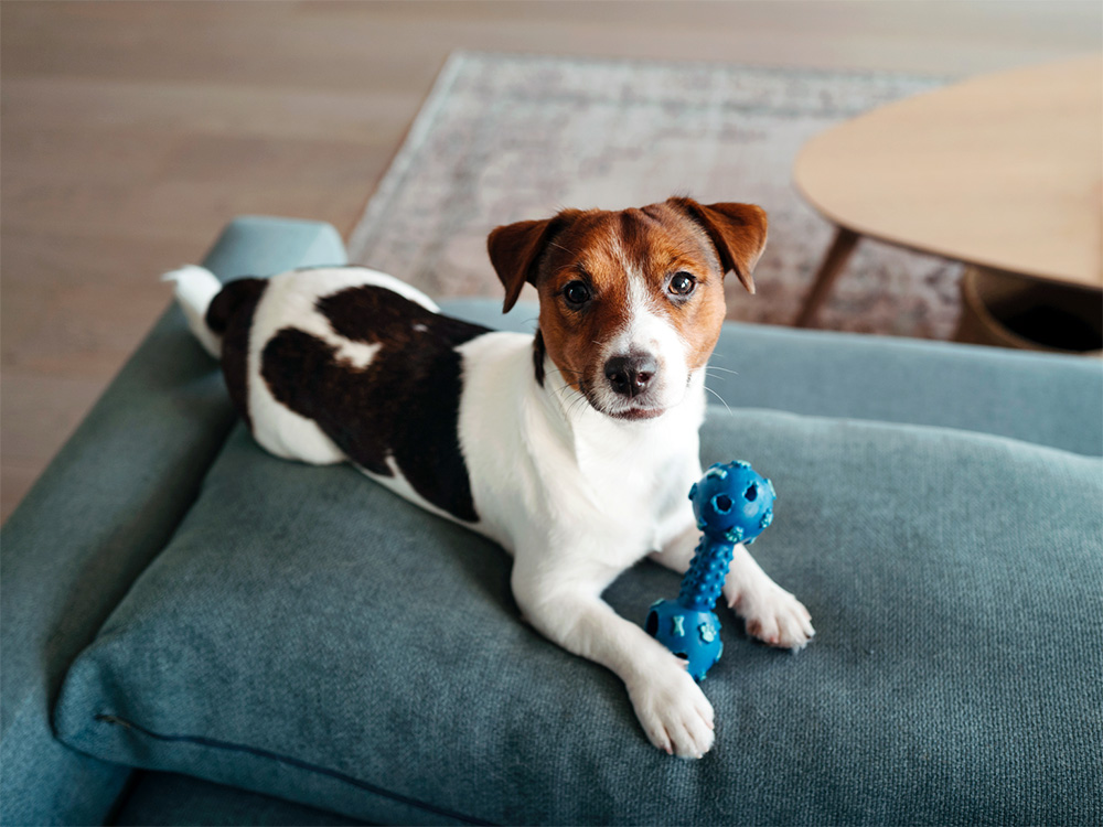 Dog sitting on sofa with bone