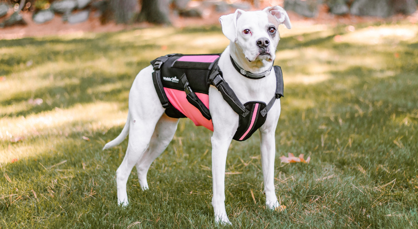 Boxer wears a vertebraVe dog back brace