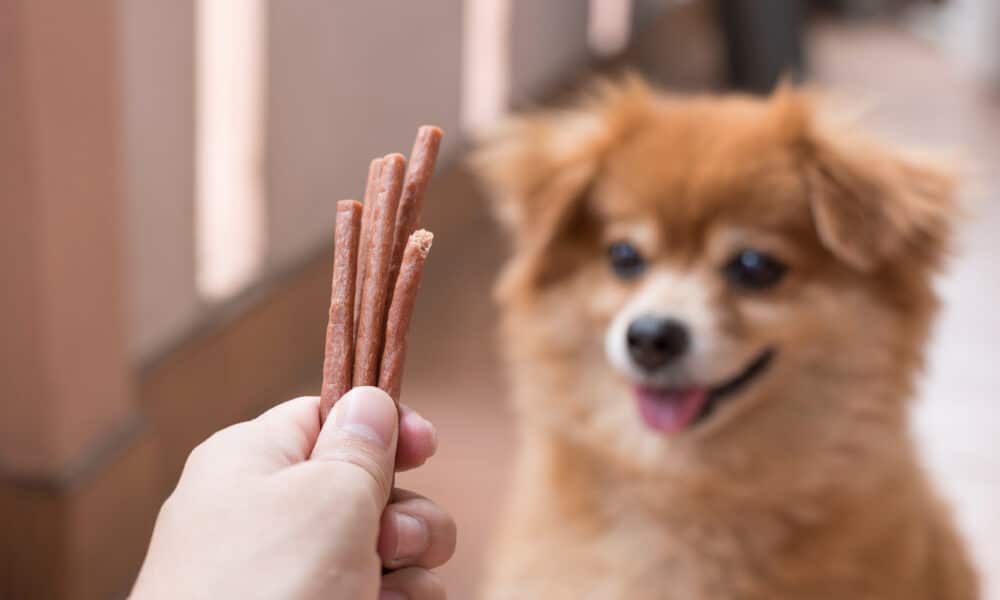 New Study Reveals Dogs Prefer Food Over Toys