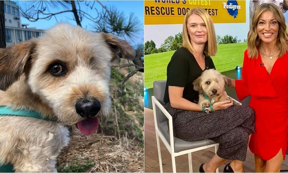 One-Eyed Hobie Crowned The 2023 PEOPLE's World's Cutest Rescue Dog