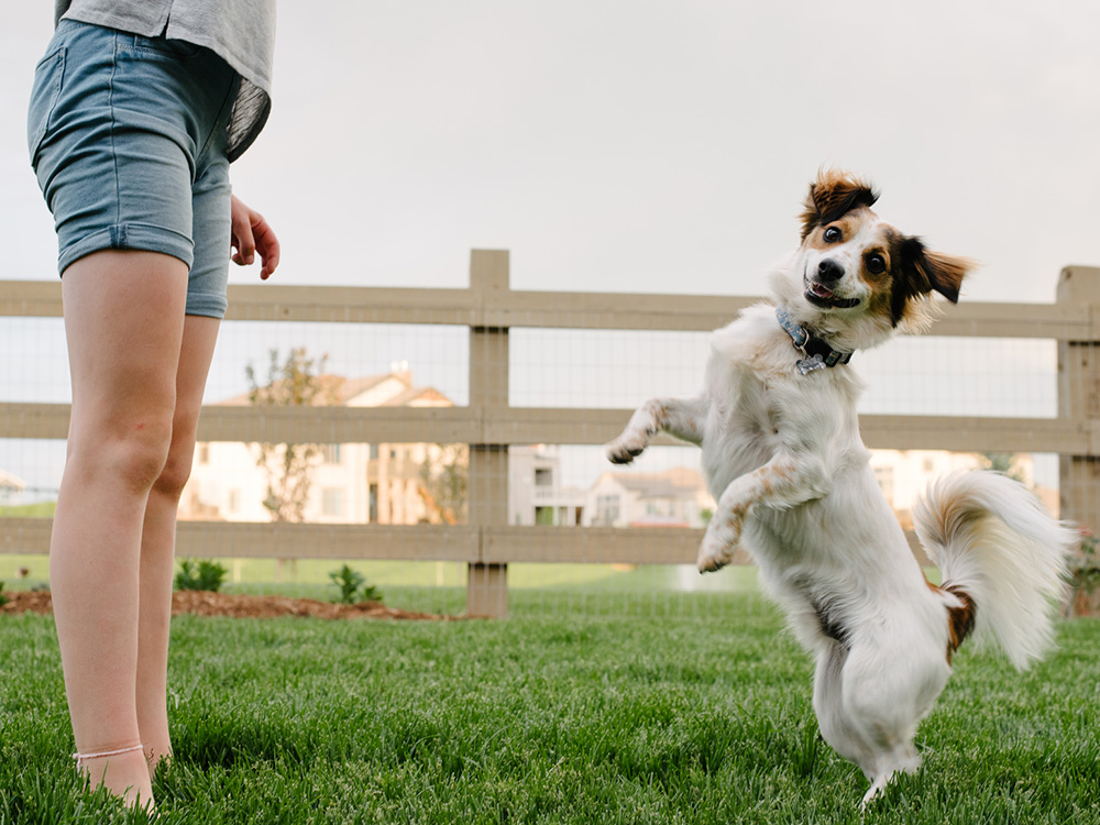 Woman teaching dog fun trick