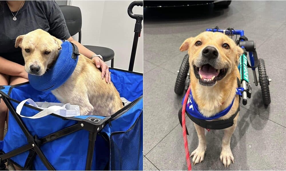 Rescue Dog Who Survived A Hit-And-Run Accident Is Looking For A Forever Home