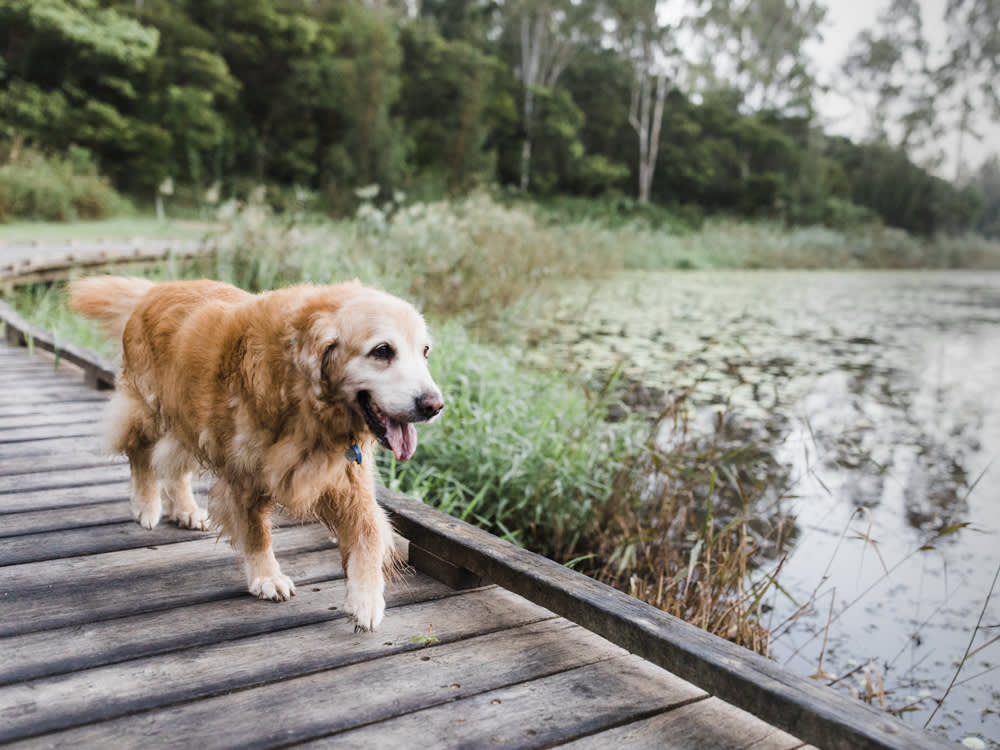 Senior dog walking along dock