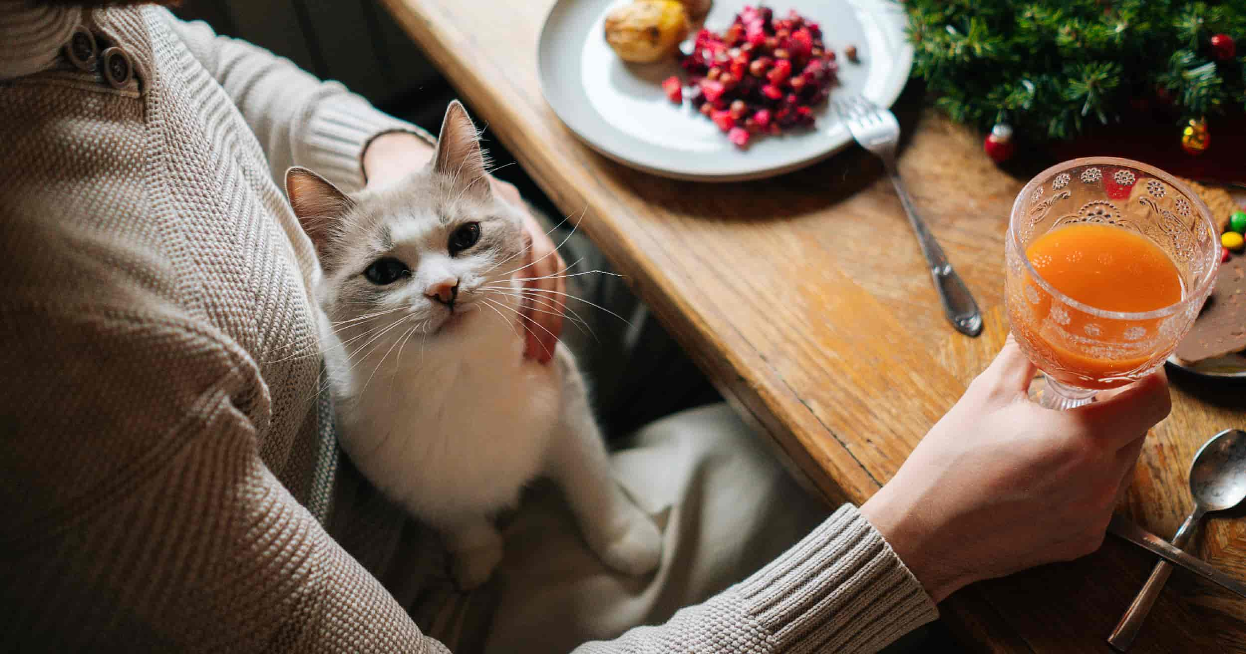 A cat sitting on someone’s lap during Thanksgiving with food on the table.