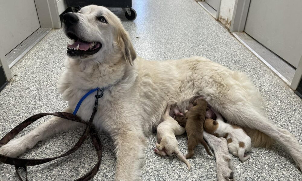 Stray Dog From Texas Steps Up As Surrogate Mom For Abandoned Puppies