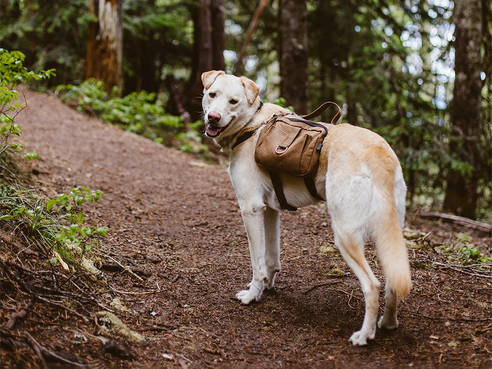 Labrador happily on hill