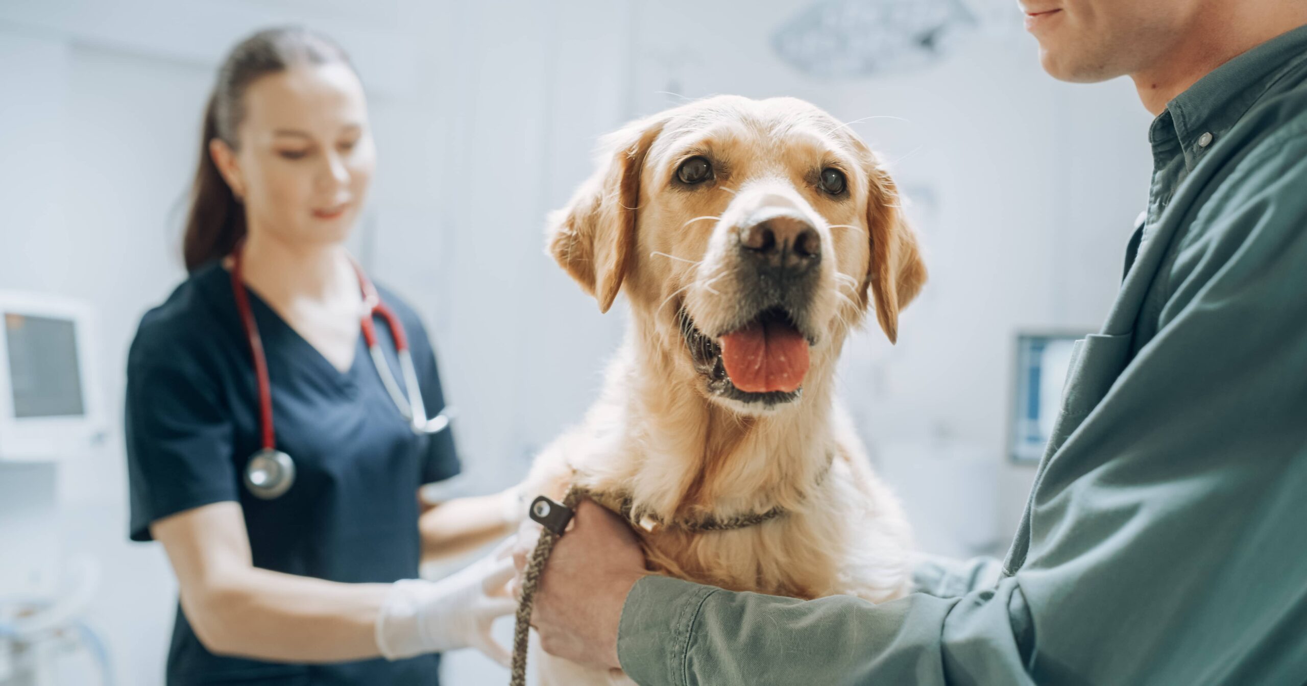 A yellow Lab sitting on a table next to its owner and a veterinarian during a checkup.