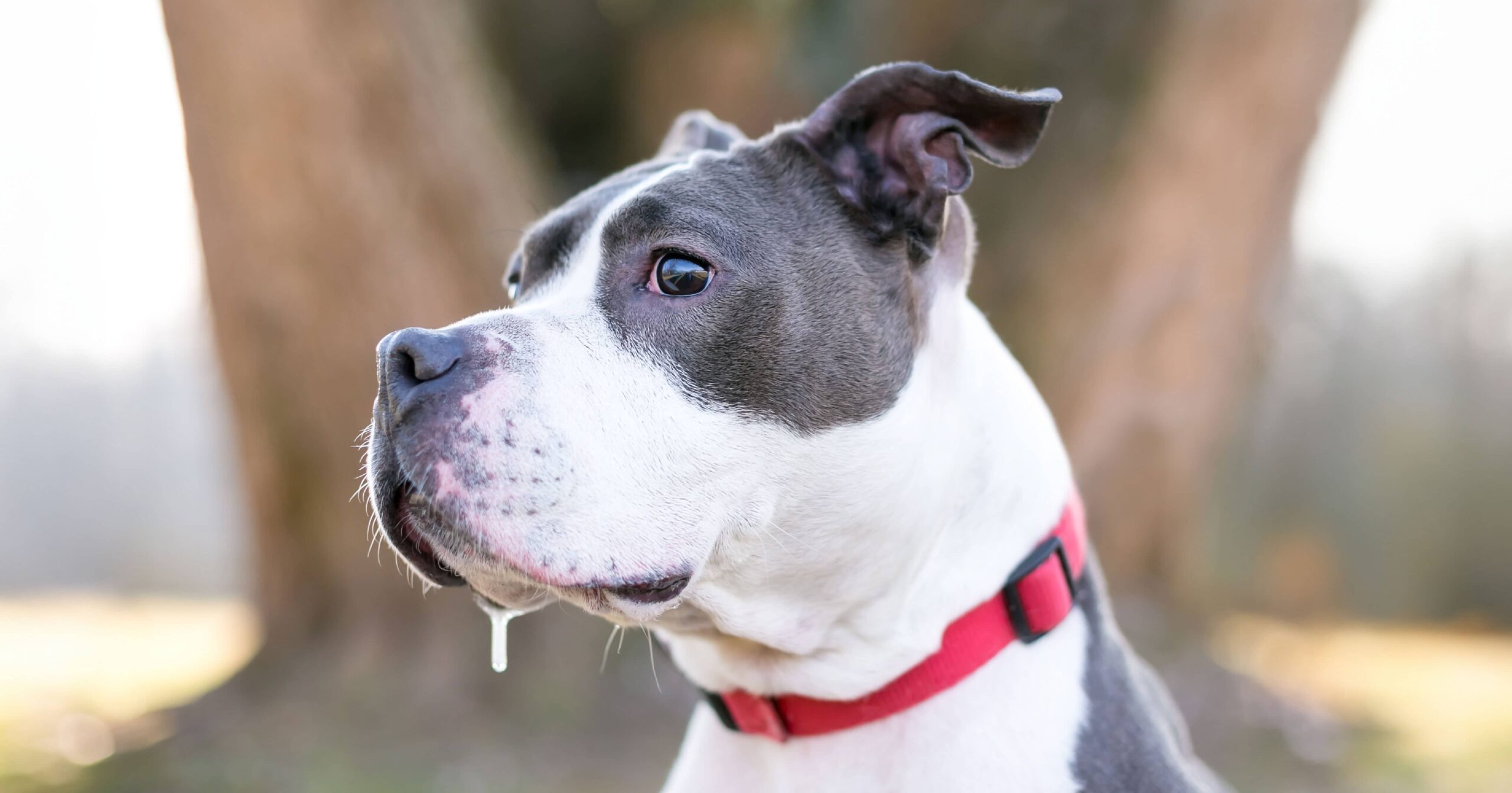 A dog sitting outside with drool dripping from its mouth.