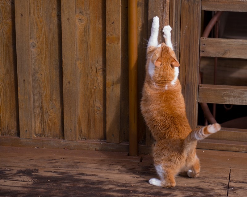 orange cat scratching wooden walls