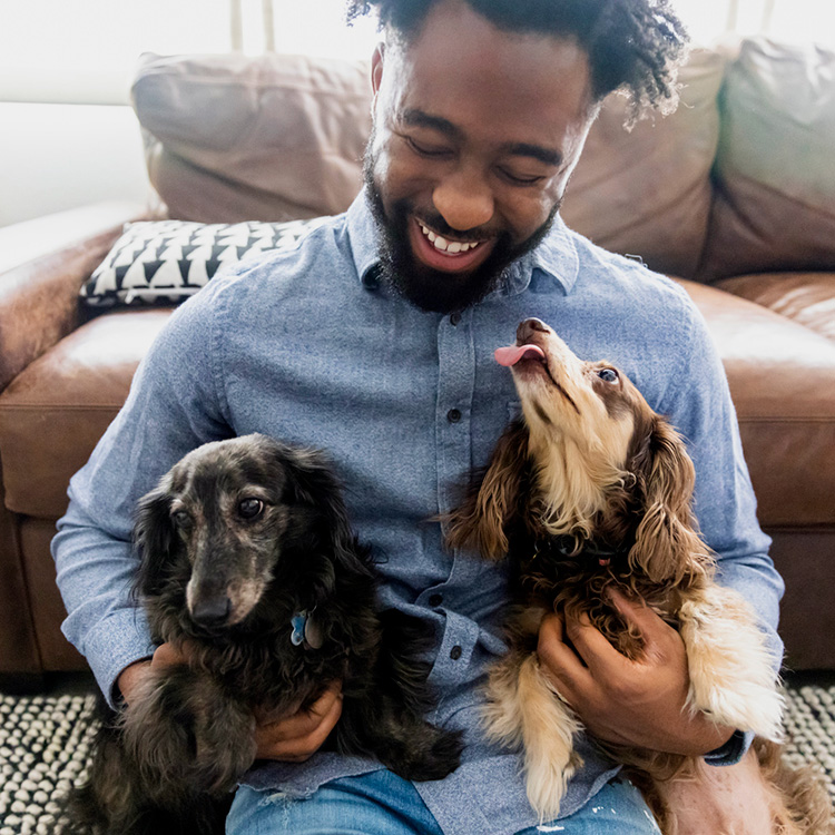 Man playing with two long haired Dachshunds