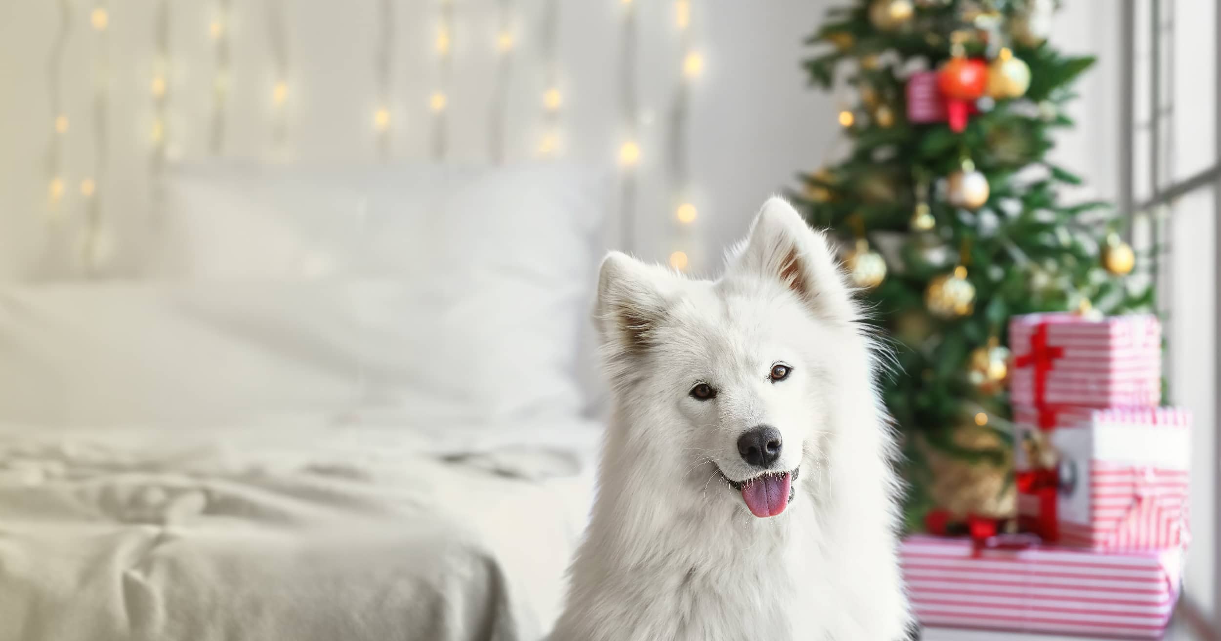 A white dog sitting in front of a Christmas tree and presents in a bedroom.