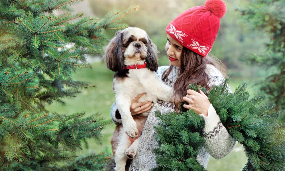 7 Dog Friendly Christmas Tree Farms Across The US