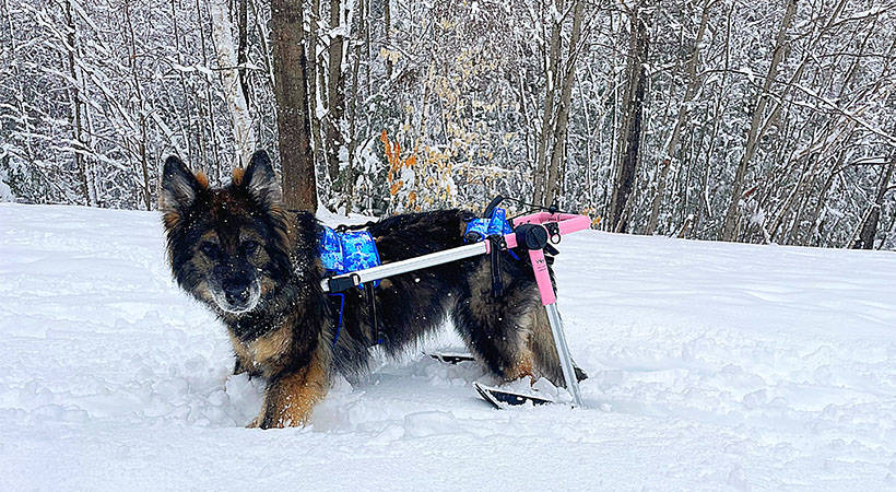 Paralyzed shepherd dog walks in snow in pink wheelchair