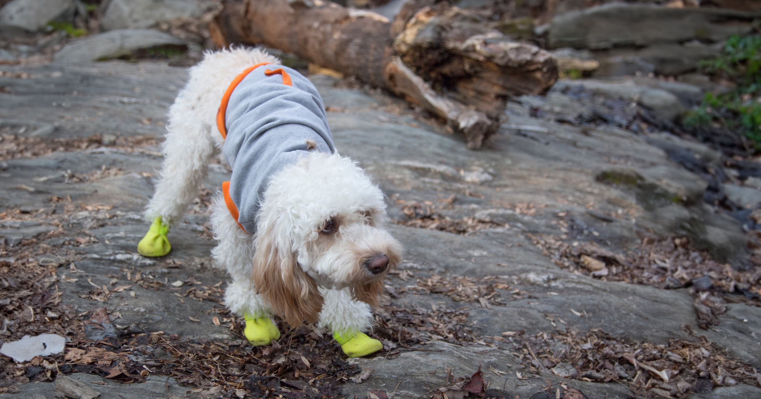 A dog standing on a rock outside wearing a sweater and booties on its feet.