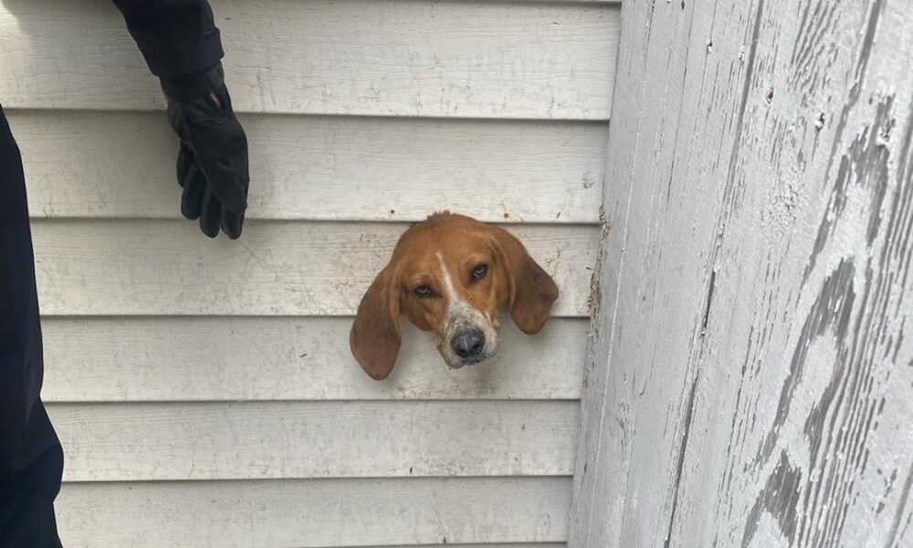 Dog In South Carolina Finds Himself, Quite Literally, In A Tight Spot