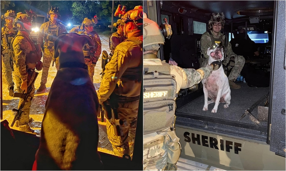 Dog Surrenders And Climbs Into Armored Vehicle, Surprising Florida SWAT Officers