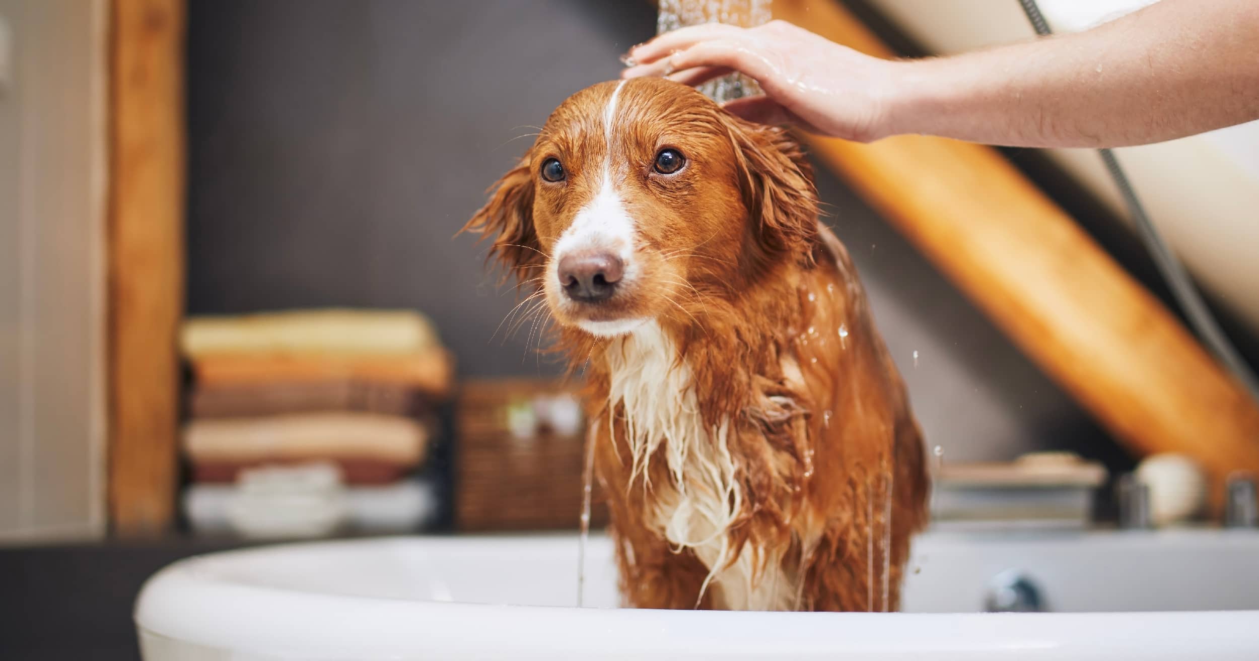 A brown and white dog standing in a tub getting a bath from its owner.