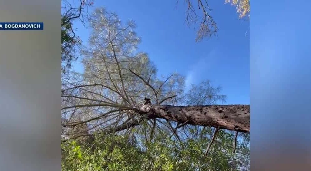 Missing German Shepherd Found Stuck Up A Tree