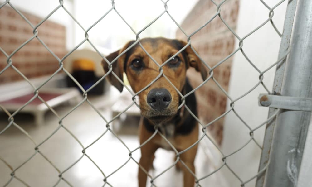 Southern Oregon Animal Shelter Reopens After Temporarily Closing Due To Mysterious Canine Respiratory Illness