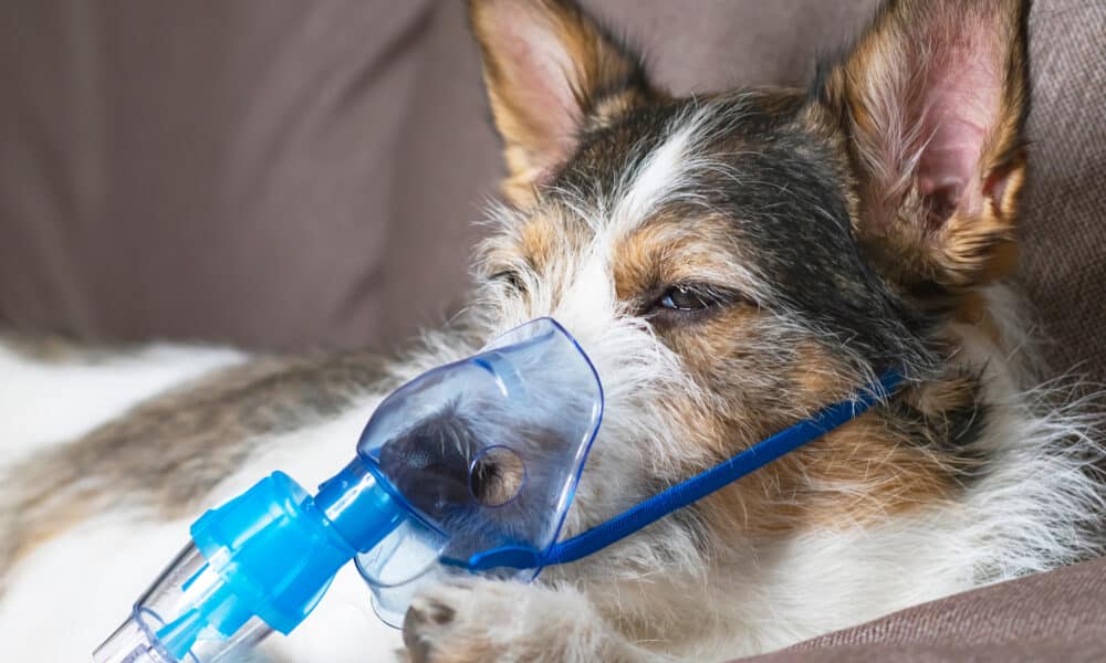 Unusual And Potentially Fatal Respiratory Illness Sickening Dogs Across The US