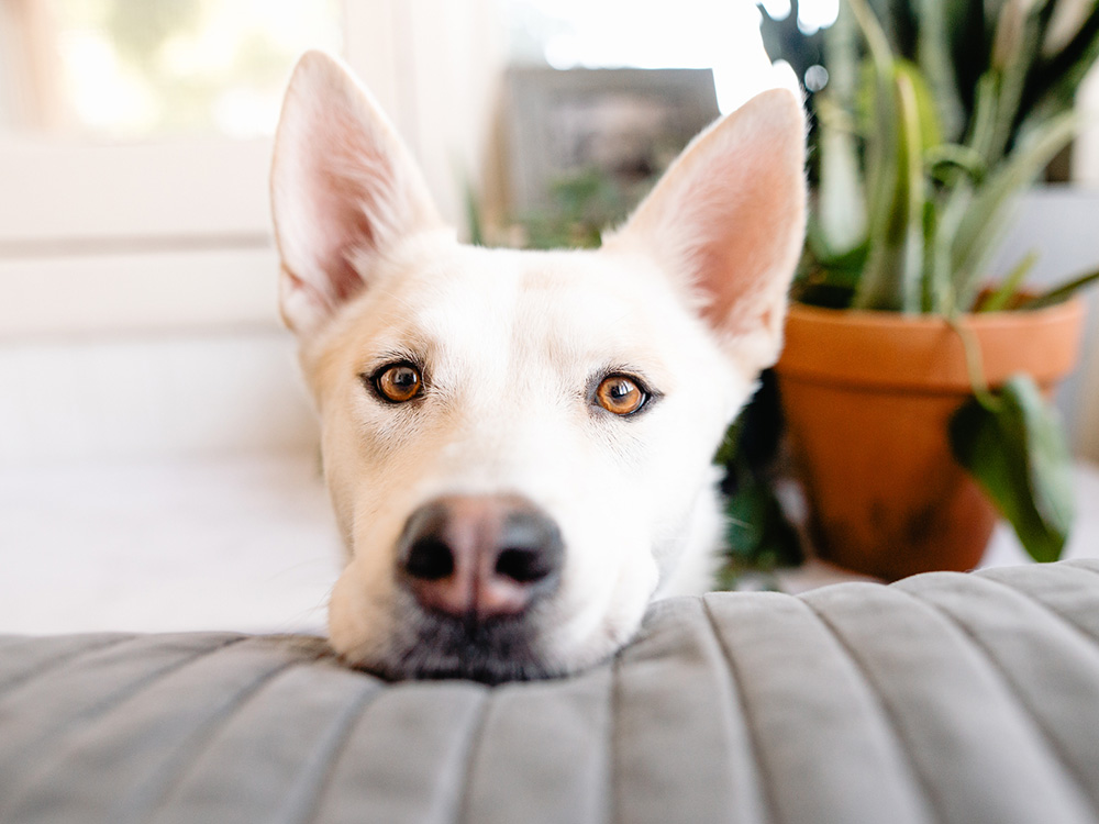 White rescue dog