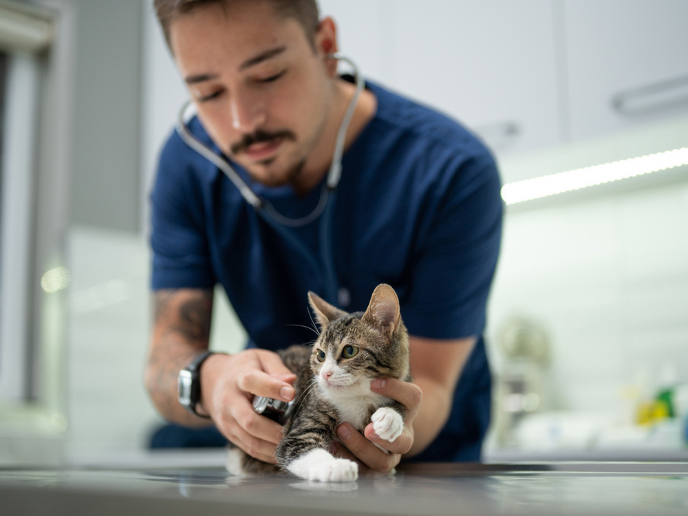 Veterinarian checking on newly adopted cat