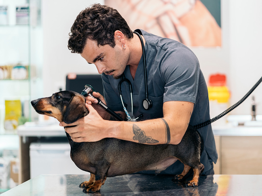 Veterinarian examines newly adopted dog