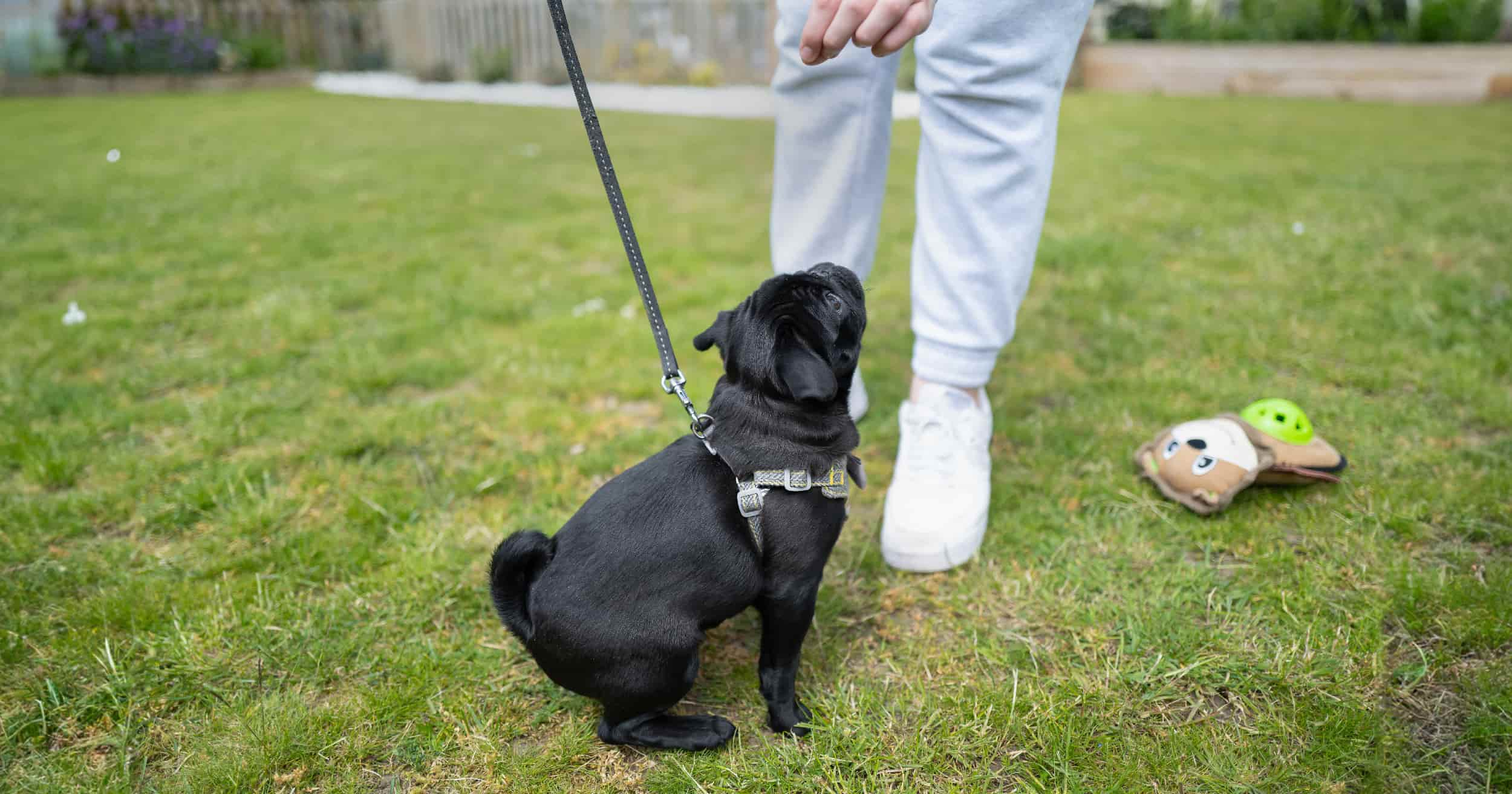 A small black dog on a leash staring up at its owner.